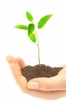 Plant hand 75